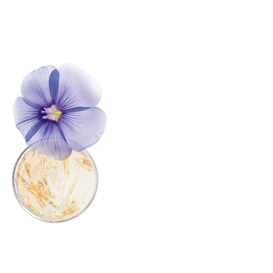 Masque lifting effet tenseur