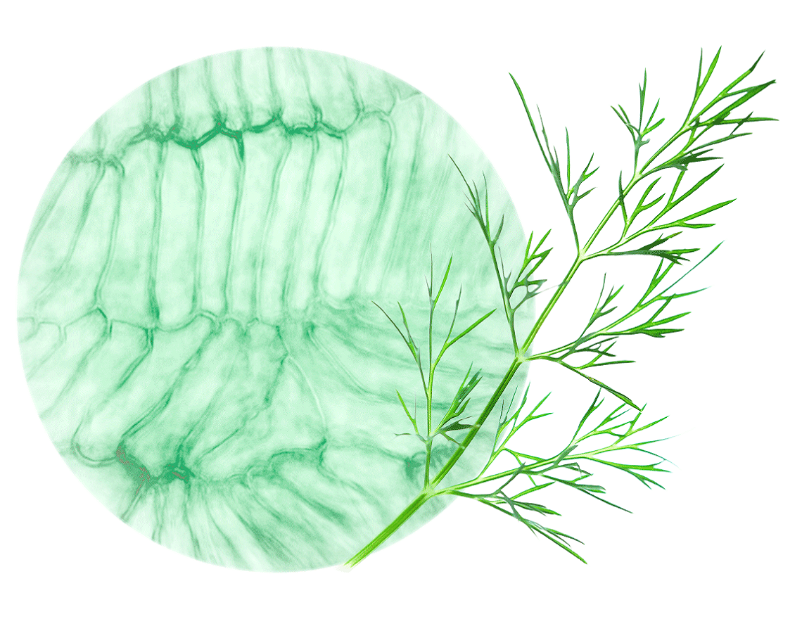 Heilpflanzen Dill-Gesamtextrakt