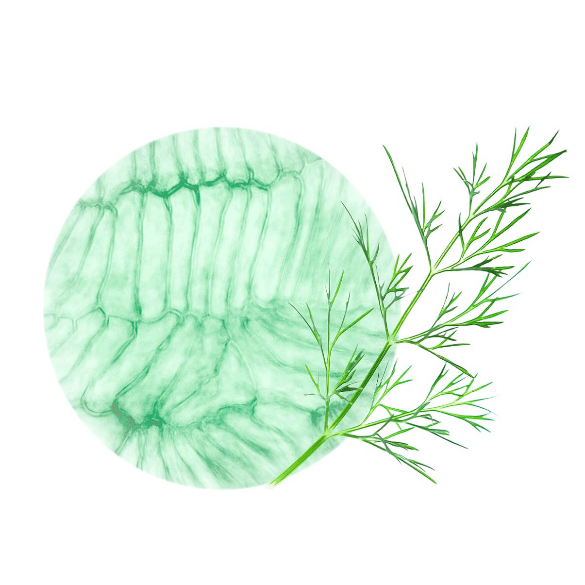 plantes médicinales aneth extrait total