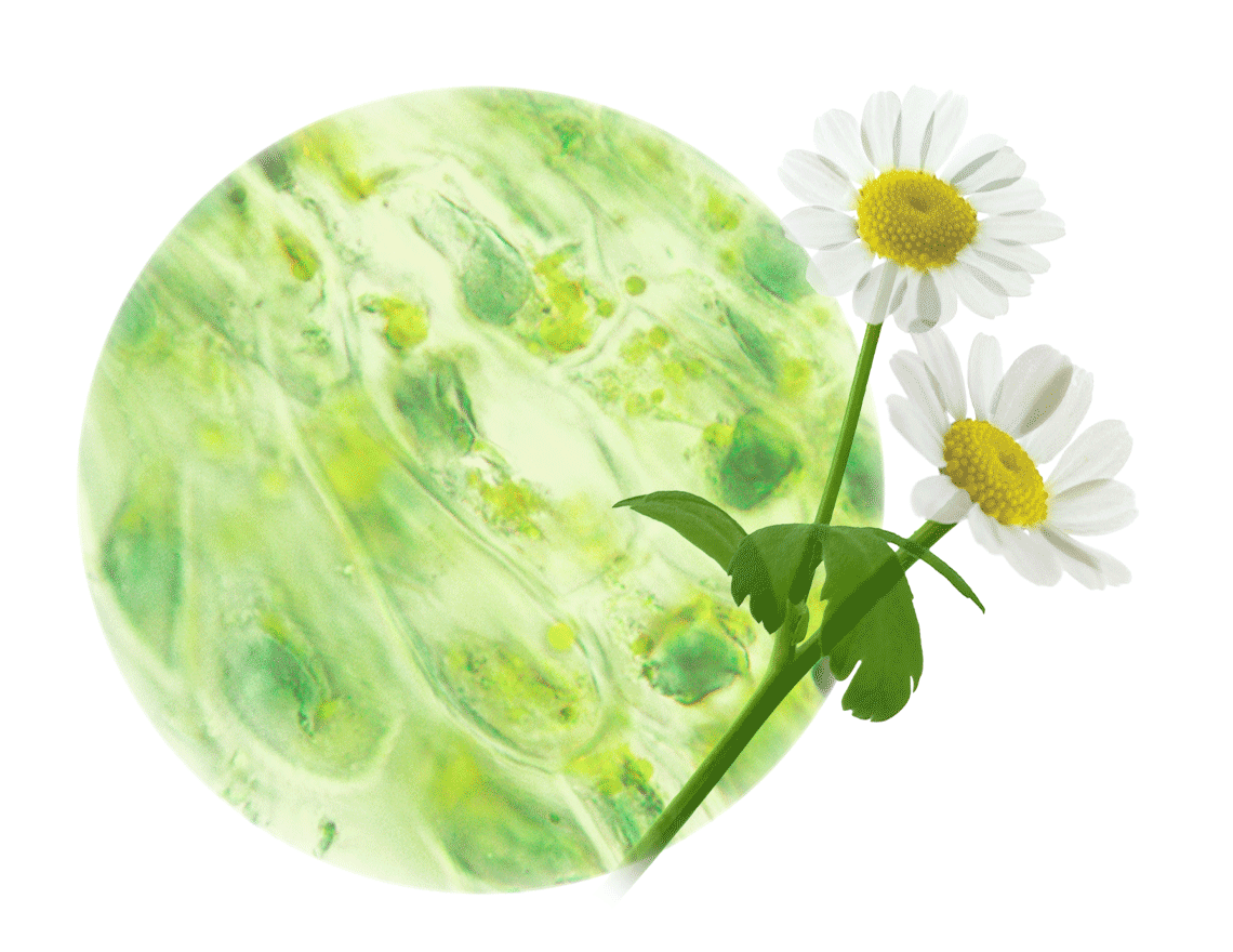 Extrakt Pflanze Blume Kamille